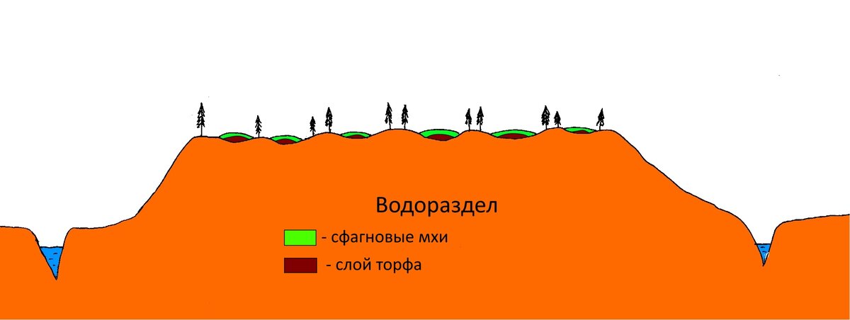 Начальный этап формирования верхового болота. Сфагны поселяются в понижениях местности плоского водораздела. Под слоем сфагновых мхов формируется слой торфа. Рисунок автора.