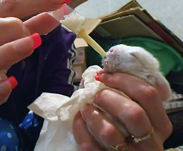 Молоко убывает очень быстро, а голова запрокинута.