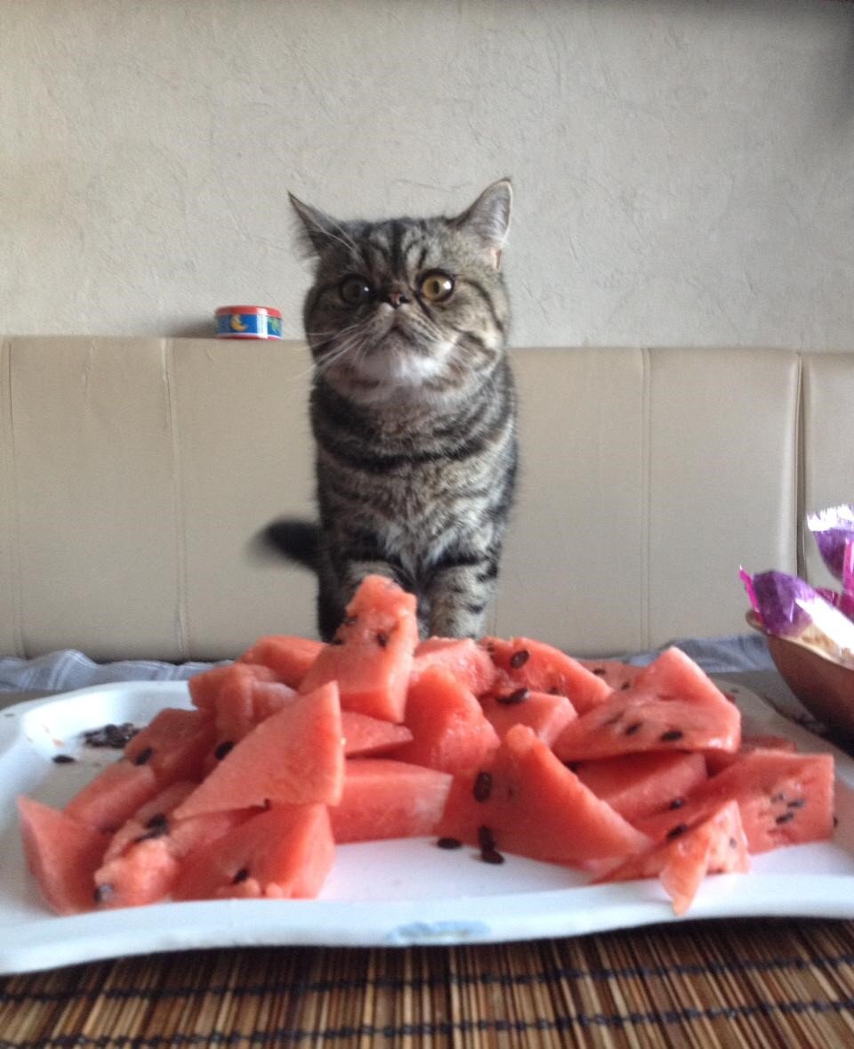 Захар любит арбузы