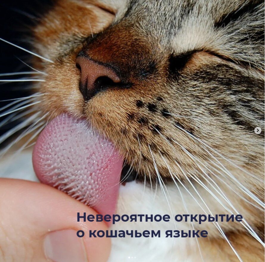 Язык кота крупным планом