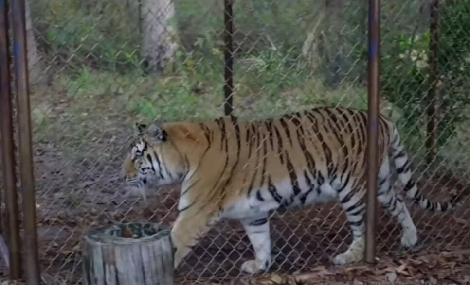 The tiger rising 2022. The tiger rising 2022. парящий тигр 2022. максимум 2022. The tiger rising 2022.