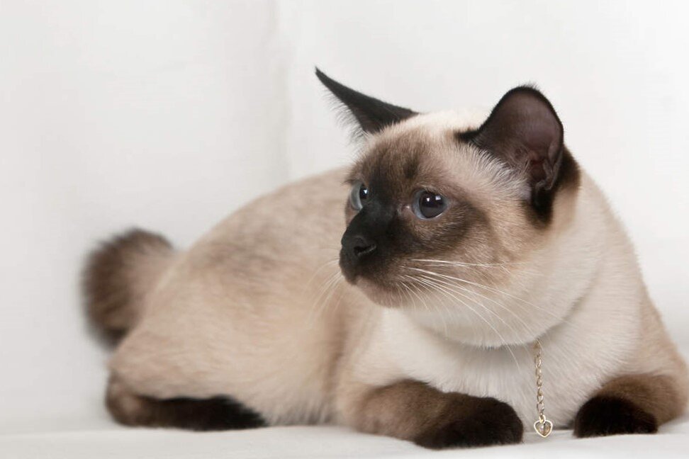 Фото из Интернета.