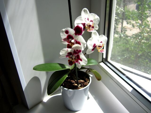 Орхидея. Ссылка на фото https://goo.su/8qtw.