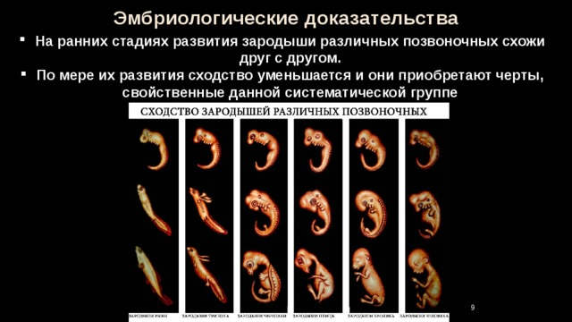Стадии развития эмбрионов позвоночных. Ранние этапы развития зародышей позвоночных. Черты сходства и отличия зародышей позвоночных на разных стадиях. Сходства эмбриона человека и других позвоночных. Эмбриологические доказательства эволюции стадии.