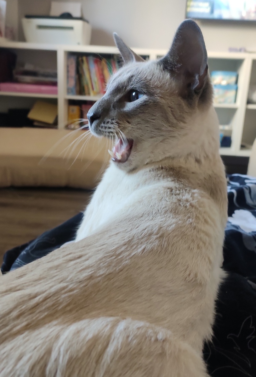 Кто сказал, МЯУ