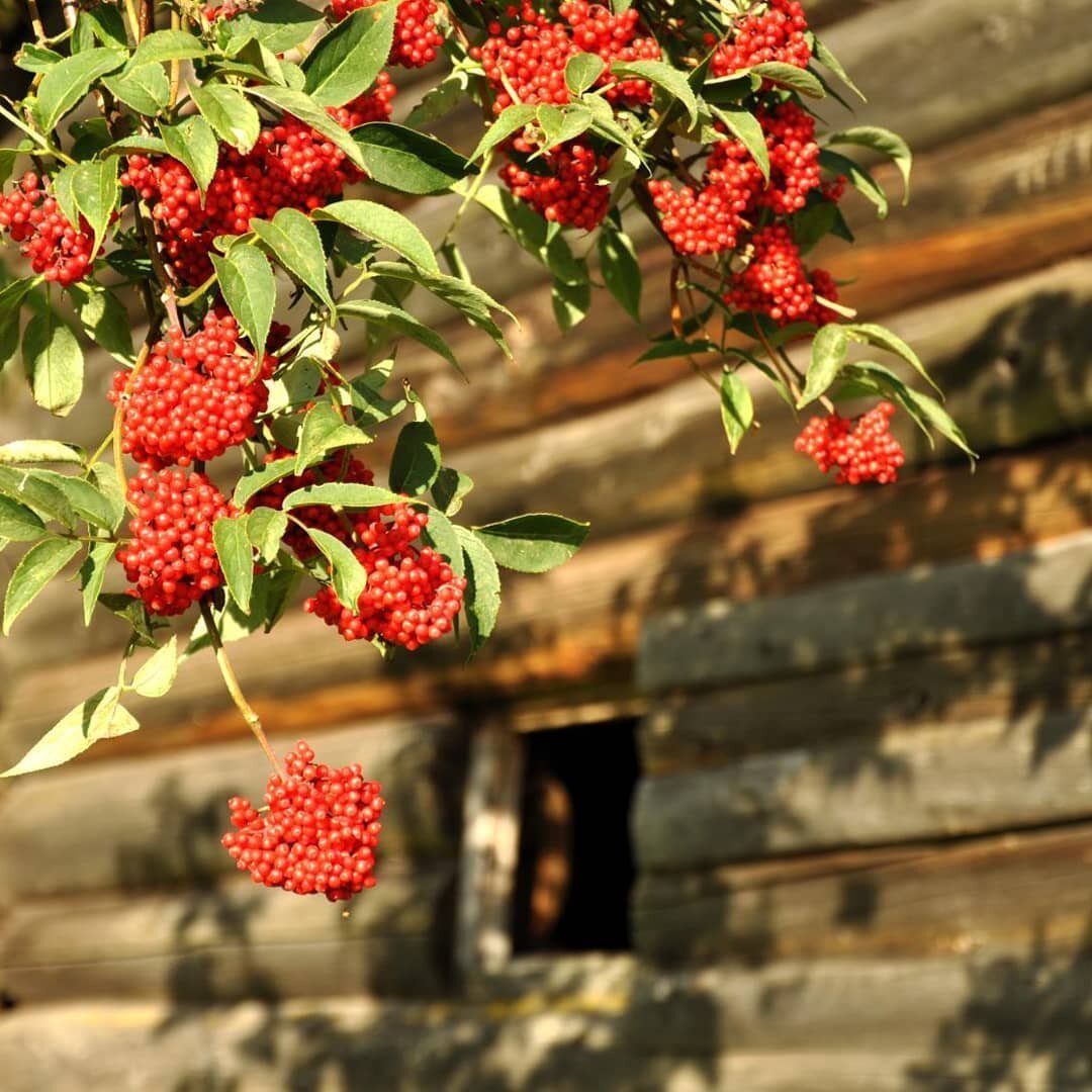 Красавица бузина!