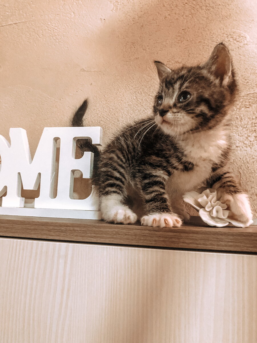 А это Сева, котёнок-из-под-капота. Тут у него ещё недолечены глаза, но сейчас все хорошо)