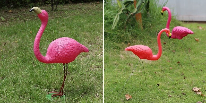 Клен ясенелистный 'Flamingo'