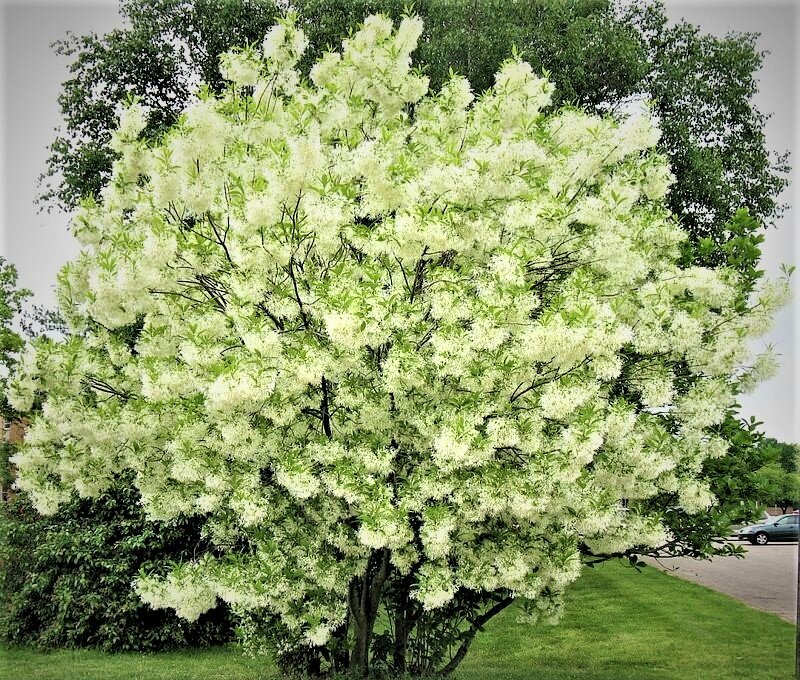  Снежное дерево - хионантус виргинский. Фото с сайта: https://clck.ru/adonh.
