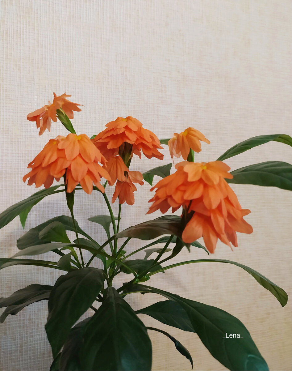 Моя Кроссандра  выращенная из семян.