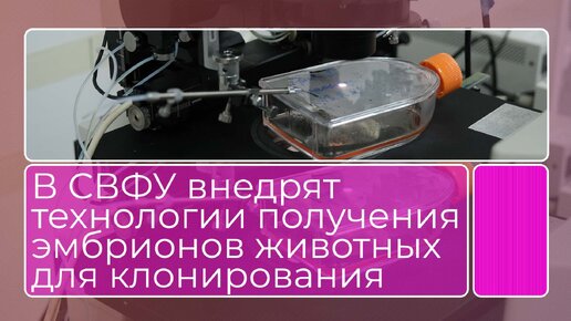 В СВФУ внедрят технологии получения эмбрионов животных для клонирования