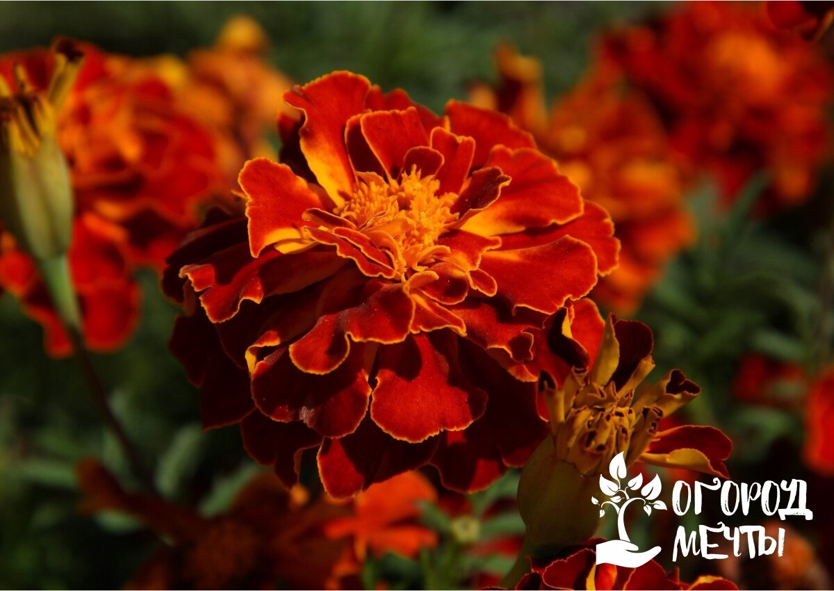 Выбирайте самые красивые бархатцы для украшения вашего сада | Название сайта