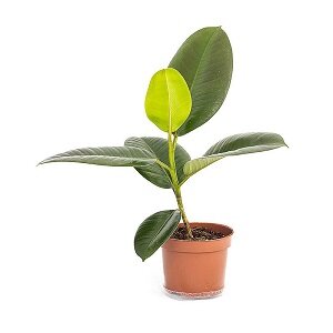 Фикус каучуконос