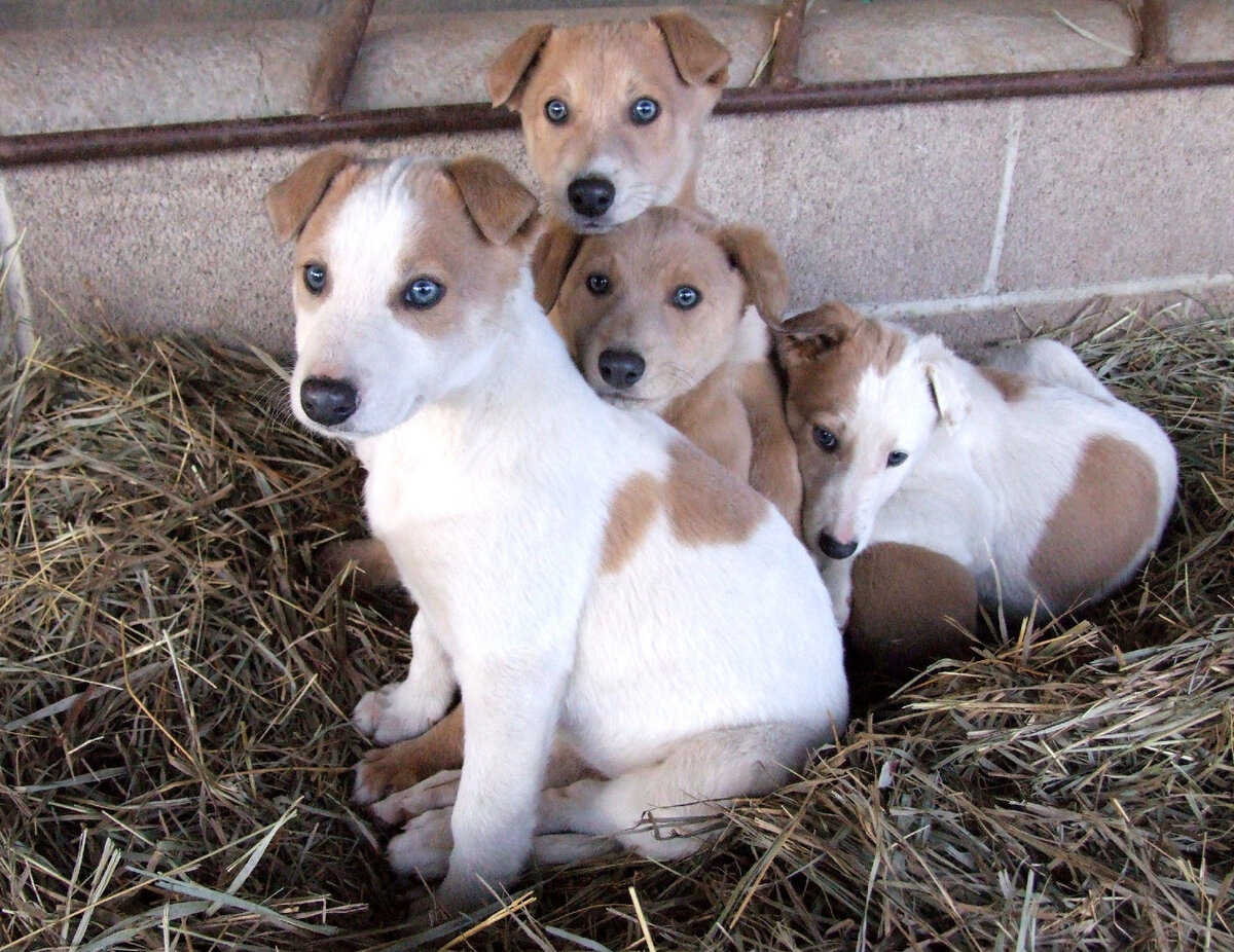 Маленькие грейхаунды (Фото: https://www.flickr.com/photos/wkaygiff/4219656964/)