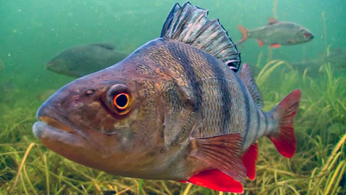 Фото рыбы в воде. Окунь perca fluviatilis. Речной окунь perca fluviatilis. Окунь Озерный. Волжский окунь.