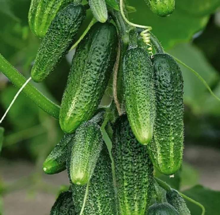 Весёлые гномики.