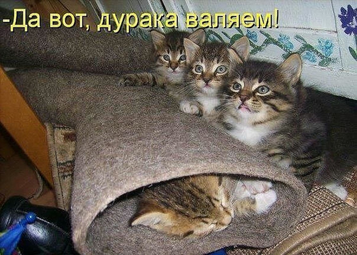 Котики с надписями