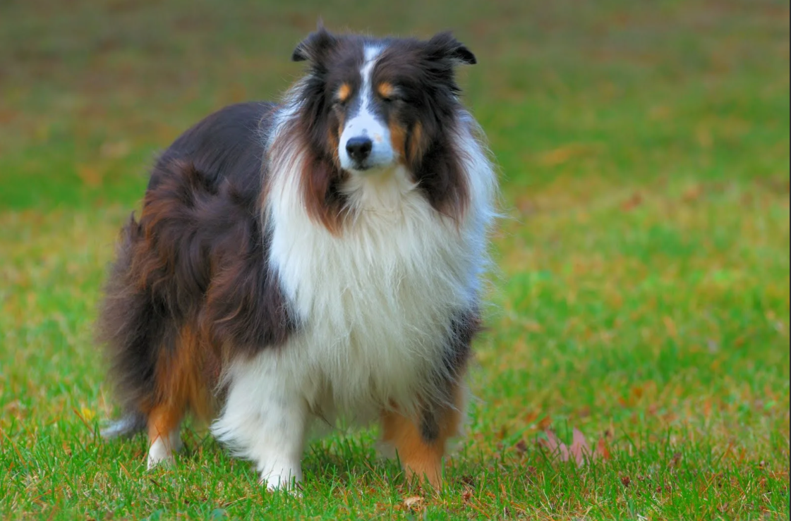 Источник фото - Яндекс.Картинки