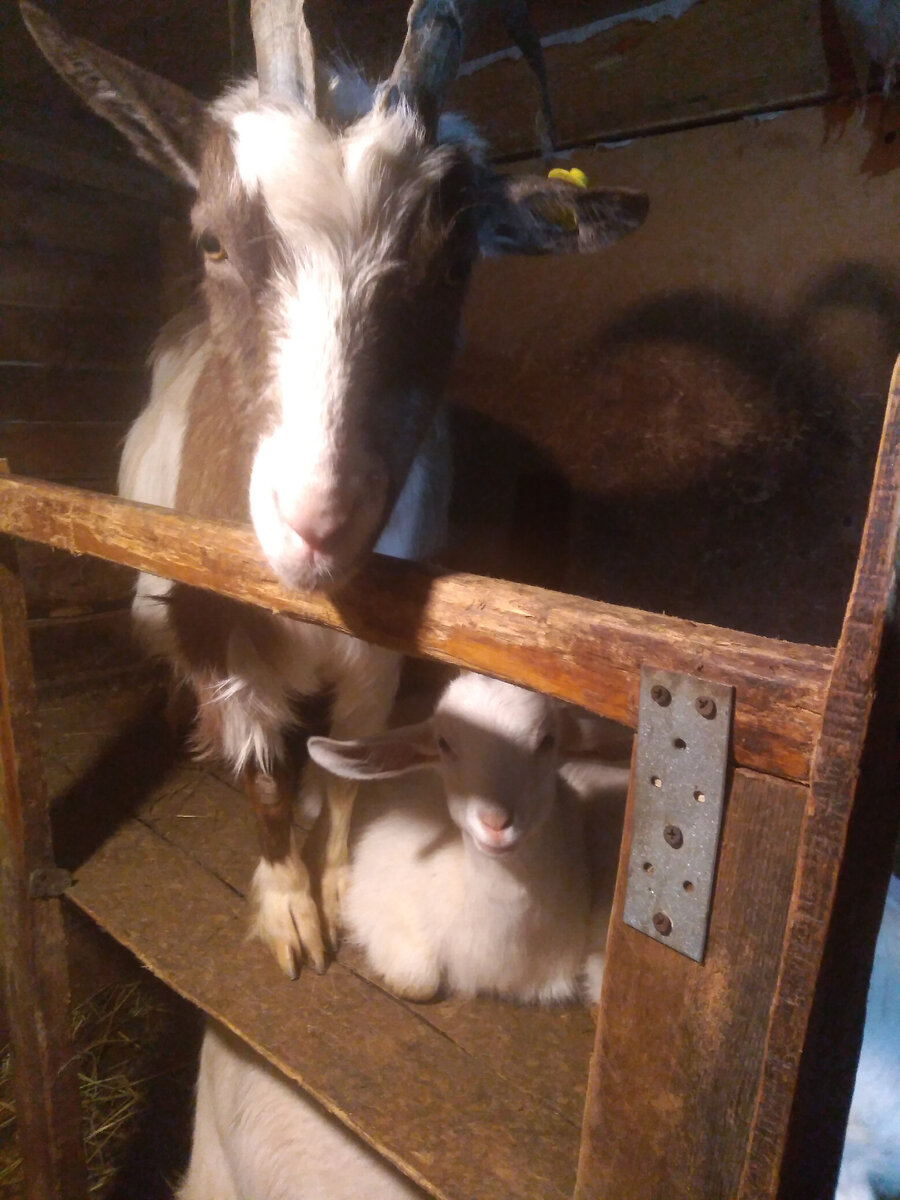 Марта с Фросей. Самые любопытные козы