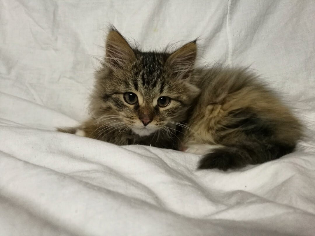 Шуня, фото из личного архива (пристроенный через Авито котёнок)