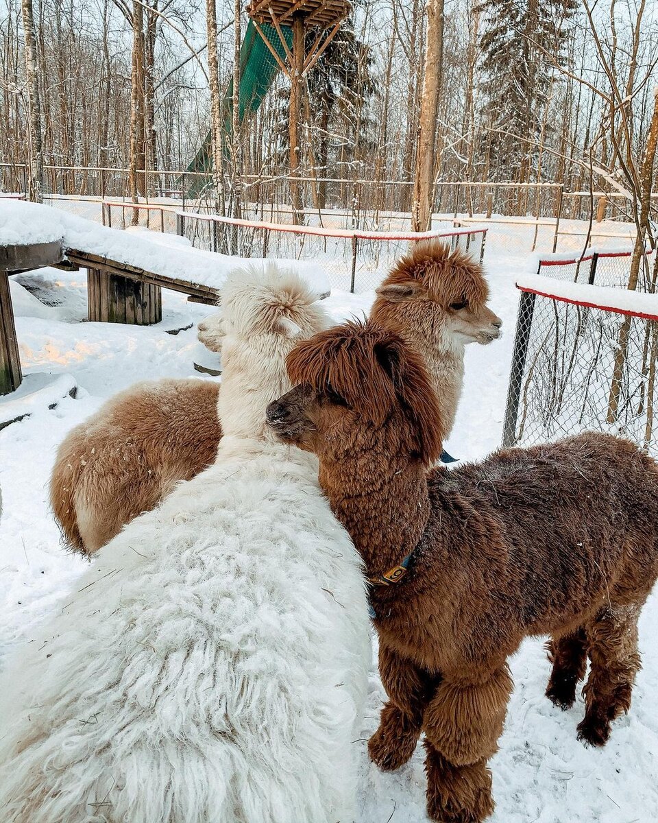 Ирис, Лора и Блонди
