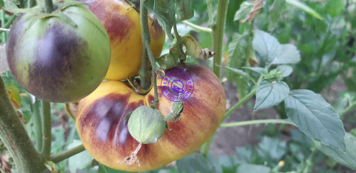 Из-за жары завязывались плохо...