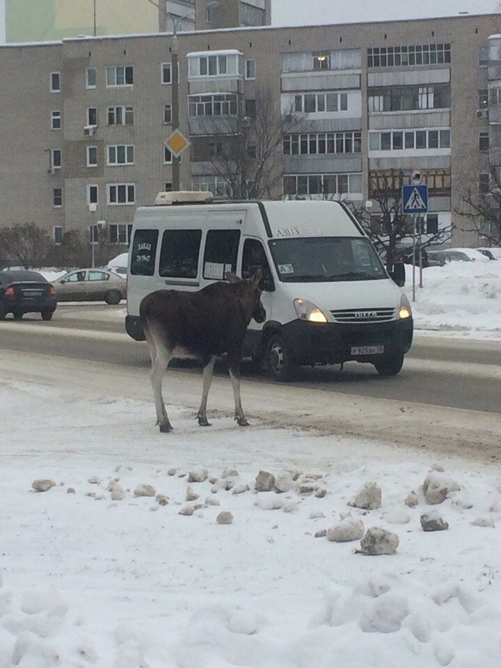 Этот лось соблюдает правила дорожного движения, намереваясь перейти дорогу по "зебре". Но не все его собратья отличаются  подобной дисциплиной пешехода.Открытый источник.