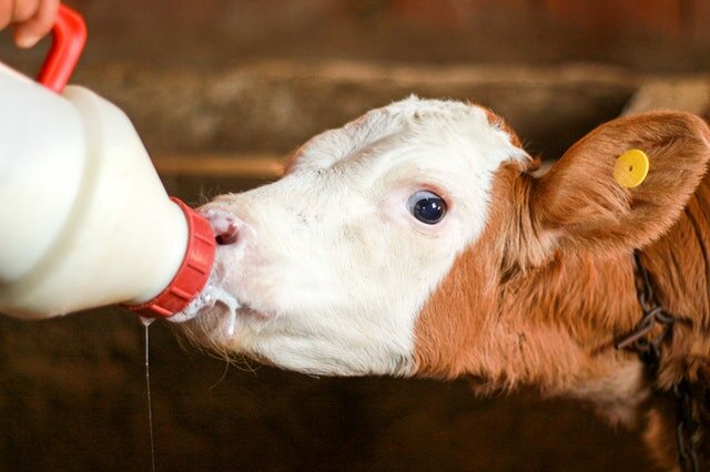 Фото автора Emrullah Karaca: Pexels