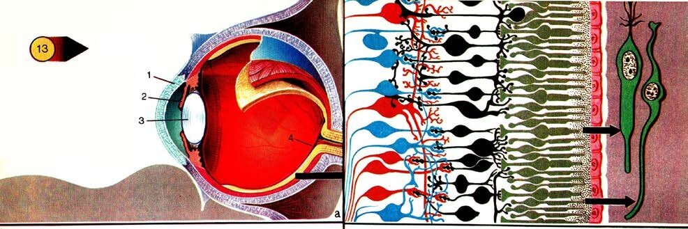 Строение глаза