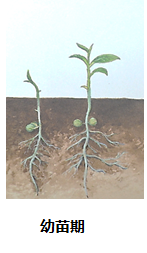 Характеристики роста и развития на стадии рассады 
Стадия рассады - это период с момента прорастания семян чая и появления ростков из почвы до окончания первого роста для формирования стоячих почек. Обычно он длится от 4 до 5 месяцев (семенное размножение) или от 6 до 12 месяцев (бесполое размножение).

Хотя период всходов короткий, он оказывает влияние на будущий рост и развитие чайного дерева, поэтому, прежде всего, следует хорошо выбрать и замочить семена для прорастания, а при обработке почвы уделять внимание поддержанию почвы рыхлой и влажной, чтобы семена прорастали и получали достаточно воздуха и воды, чтобы всходы появились раньше и повысили свою засухоустойчивость. Особенно важно уделять внимание управлению влажностью черенков после пересадки. В то же время, важно сажать достаточно густо и хорошо притенять саженцы, чтобы саженцы были целыми и сильными на стадии рассады.