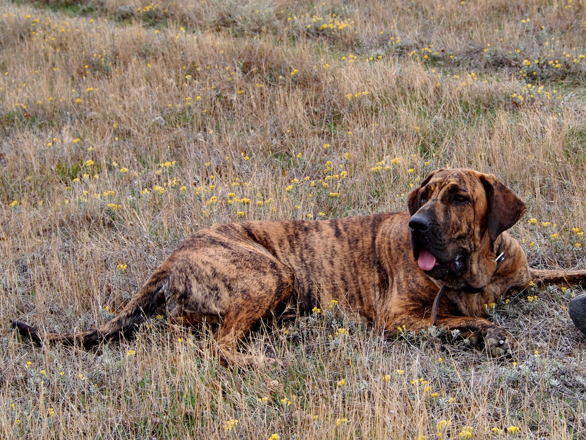 Наша Тамила - собака породы Фила Бразилейро.