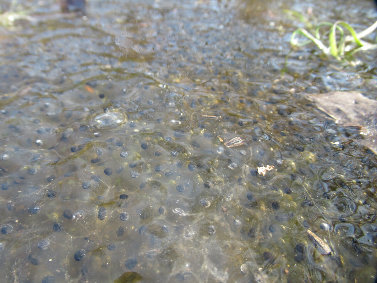 Икра лягушачья в водоёме