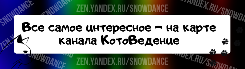 Потеря молочных зубов - это часть взросления. Однако, когда мы теряем зубы в зрелом возрасте, это неприятно.  А как насчет кошек? Если у моей кошки выпал зуб, стоит ли мне беспокоиться?-2