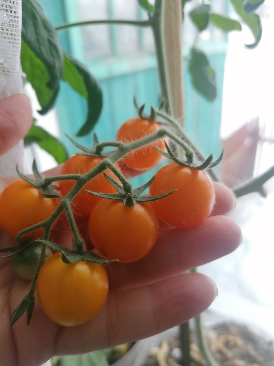 помидорки черри "балконное чудо" 