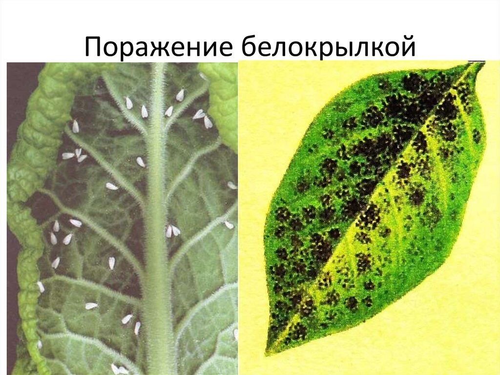 Как выглядит растение пораженное белокрылкой
