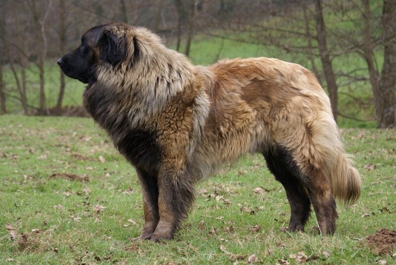 30-е место: Эштрельская овчарка (другое название - португальская горная овчарка) - древнейшая порода собак на Пиренейском полуострове, первоначально использовавшаяся как пастушья собака.