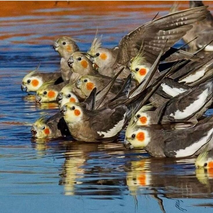 Кореллы очень любят воду