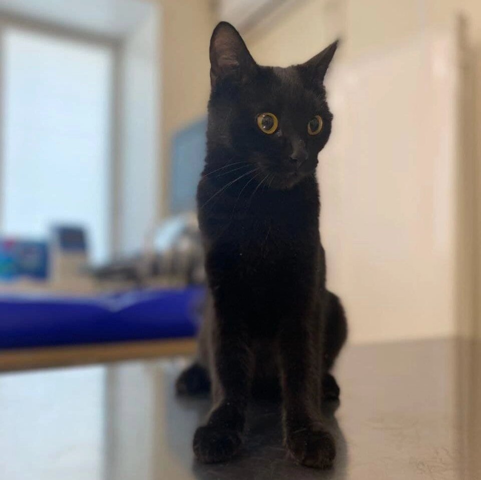 Кот на приёме. 