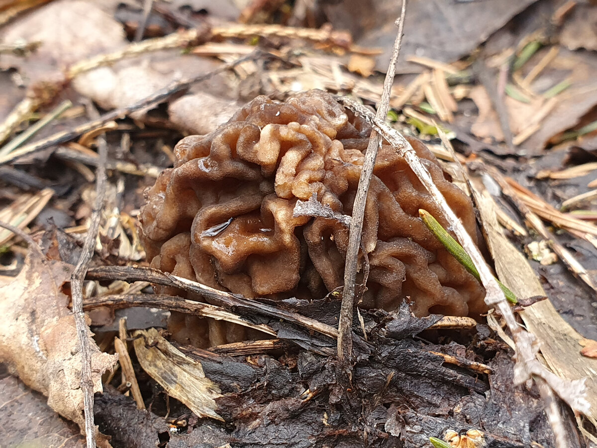 Гриб - мастер маскировки. Но стоит найти один, и можно разглядеть целые поляны весенних деликатесов
