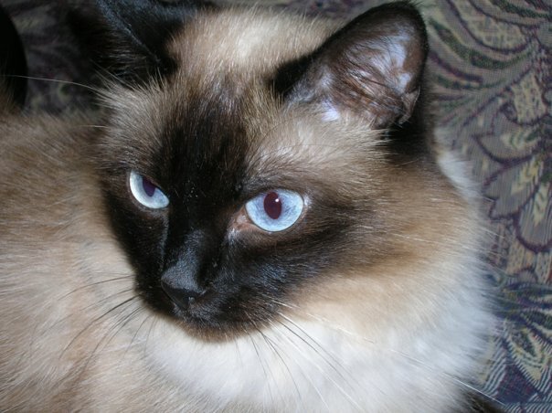 Её дважды крали и дважды возвращали. 