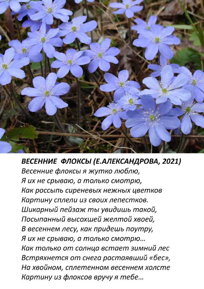 Фототкрытки (дизайн-студия Красные маки)