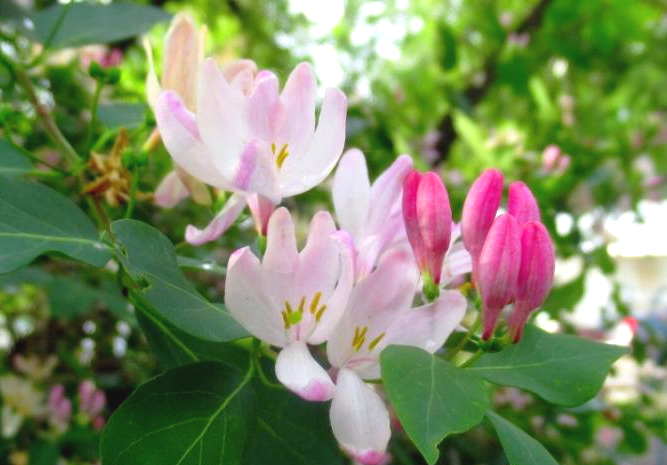 Фото из   интернета .