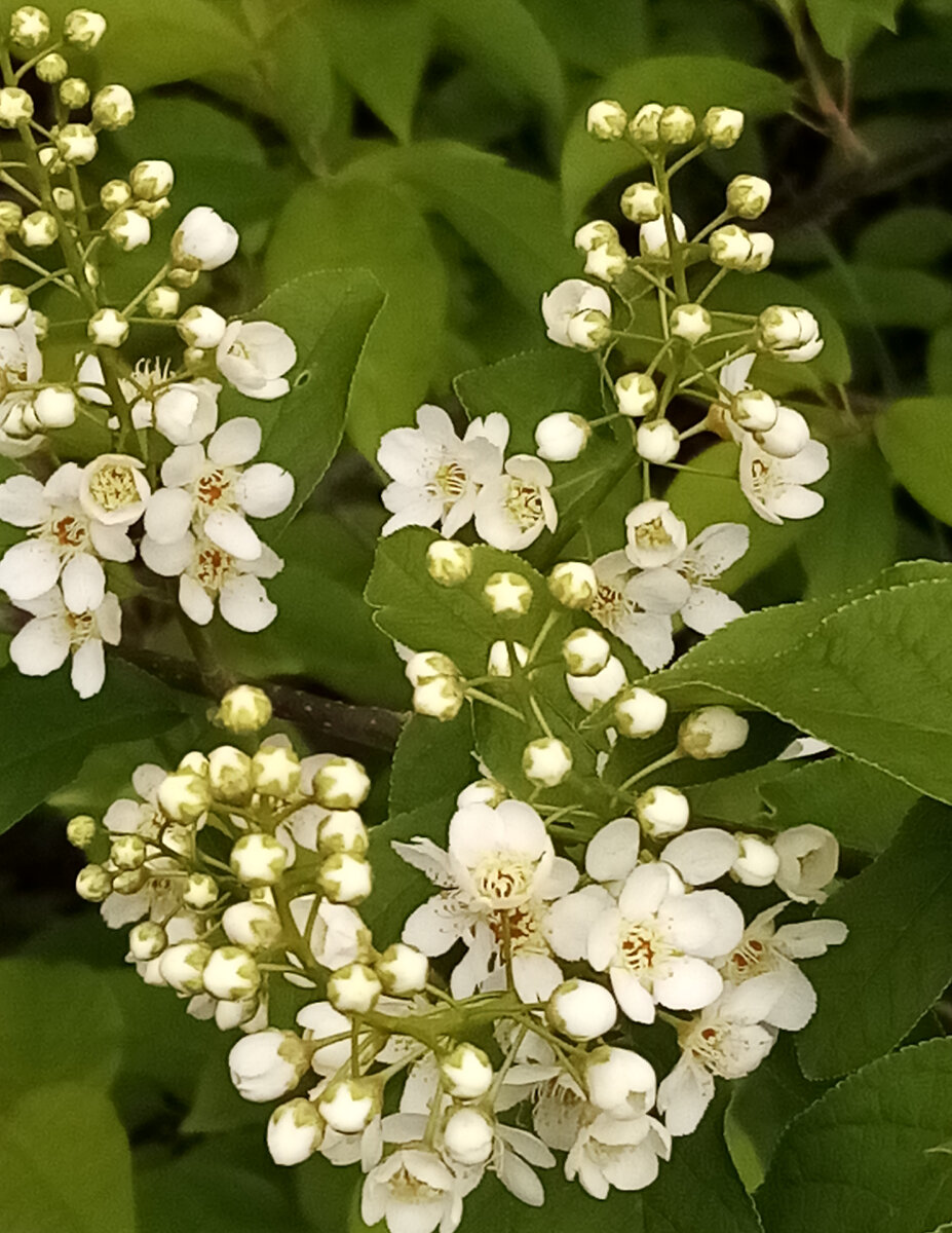 Черемуха цветёт, а снег идёт. 