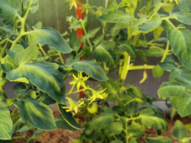 Томаты. Иллюстрация для статьи используется по стандартной лицензии