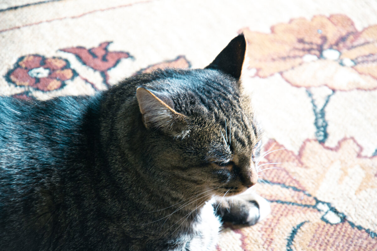 Вы когда-нибудь задумывались, почему кошка постоянно трётся о ноги и разные предметы? Дело в том, что это больше, чем просто ласка по отношению к своему хозяину. Если внимательно понаблюдать за кошкой, то можно уловить последовательность действий. Сперва она упирается в Вашу ногу лбом, потом трётся щекой, телом, а в заключении обхватывает Вашу ногу хвостом. Внимательно окинув Вас взглядом, идёт на второй заход. Это может повторяться снова и снова. Потом, оставив Вас в покое, она зачем-то начинает вымывать свои бока. Наверняка она делает это с каким-то умыслом.

На самом деле загадка такого поведения давно разгадана. Таким способом кошка меняется запахами с хозяином, а точнее как бы помечает Вас. У неё в височной области, а также около рта и в основании хвоста имеются специальные железы, которые выделяют пахучее вещество. Вот это вещества кошка и оставляет на окружающих предметах, когда трётся о них. Для человека этот запах неуловим.
Одновременно с этим кошка анализирует наши запахи и запахи окружающей среды. После того, как она соберёт боками запах того или иного предмета, она начинает их вылизывать, тем самым, как бы «пробует на вкус». Обнаружив таким образом запахи, к которым она привыкла, кошка чувствует себя гораздо уверенней в окружающей обстановке.
