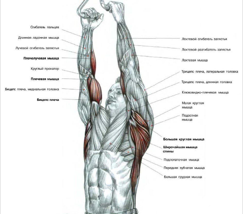 Группы мышц на турнике. Тяга верхнего блока параллельным хватом. Тяга верх блока к груди узким хватом.
