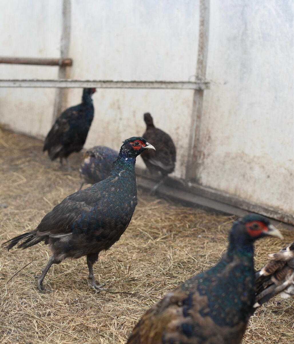 Фазаны осенью 2021