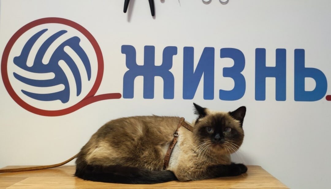 Ветклиника калуга Ветклиника калуга