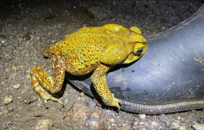 Лесной жабец Rhinella icterica в амлексусе с ботинком Хуана Диаса-Рикаурте.