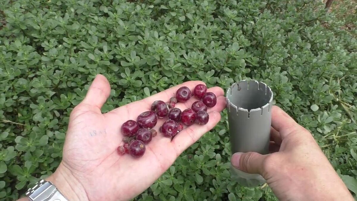 Приспособление из обрезка пластиковой трубы для облегчения сбора ягод